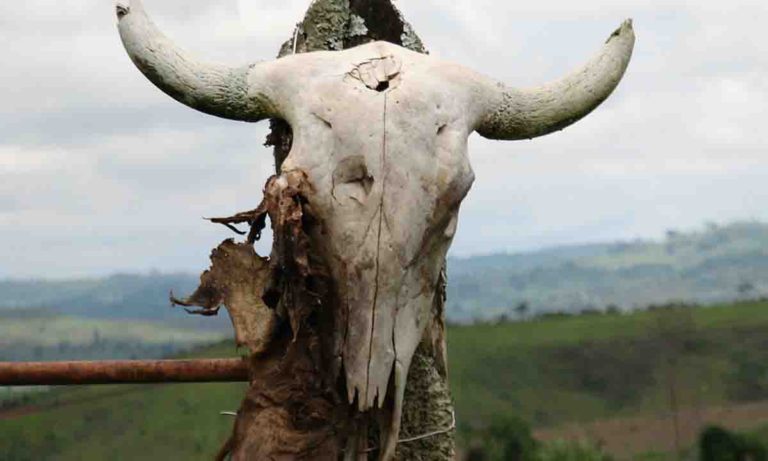 Possible Sheepsquatch skull (Credit: dcmagna, Pixabay License, Free for commercial use)