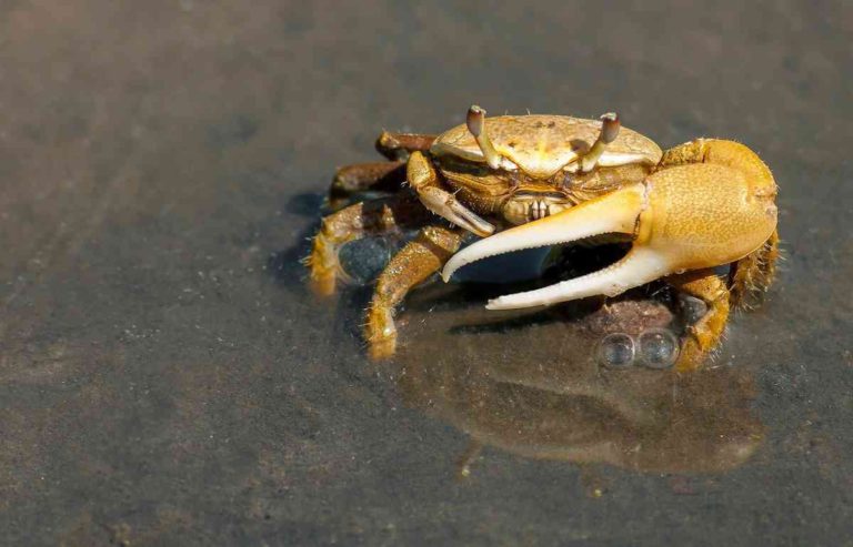 Crab Crustacean Sea (Free photo on Pixabay)