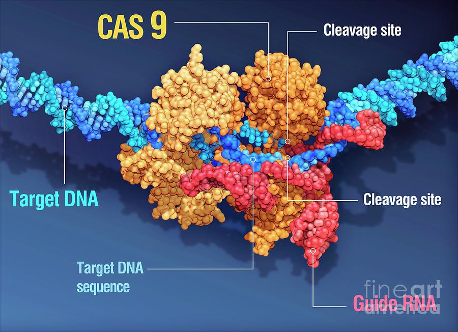 CRSPR-Cas9